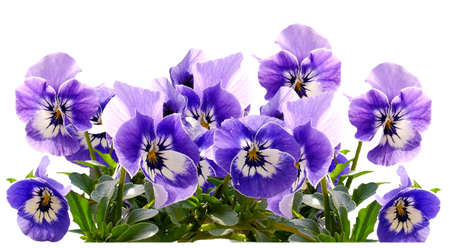 a transparent image of purple pansies